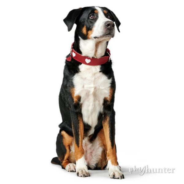 COLLAR_LOVE_4 COLLAR_LOVE_4