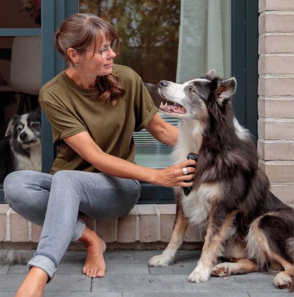 _BorderCollie-Sonic-Cooper-Tine-Senior-Fenster-Fellpflege-9 _BorderCollie-Sonic-Cooper-Tine-Senior-Fenster-Fellpflege-9