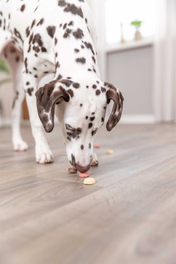 PRO_DOG_31671-2 PRO_DOG_31671-2