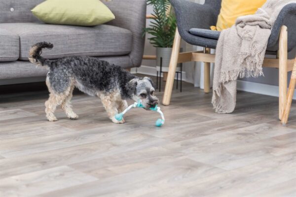 DOG_33771-1_ DOG_33771-1_