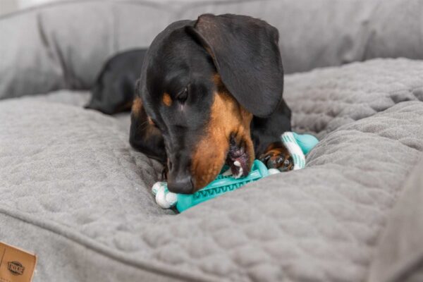 DOG_33771-2_ DOG_33771-2_