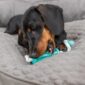 DOG_33771-2_
